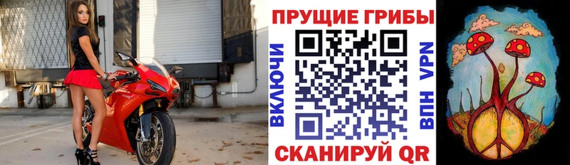 наркотики  Снежногорск  Псилоцибиновые грибы MAGIC MUSHROOMS 